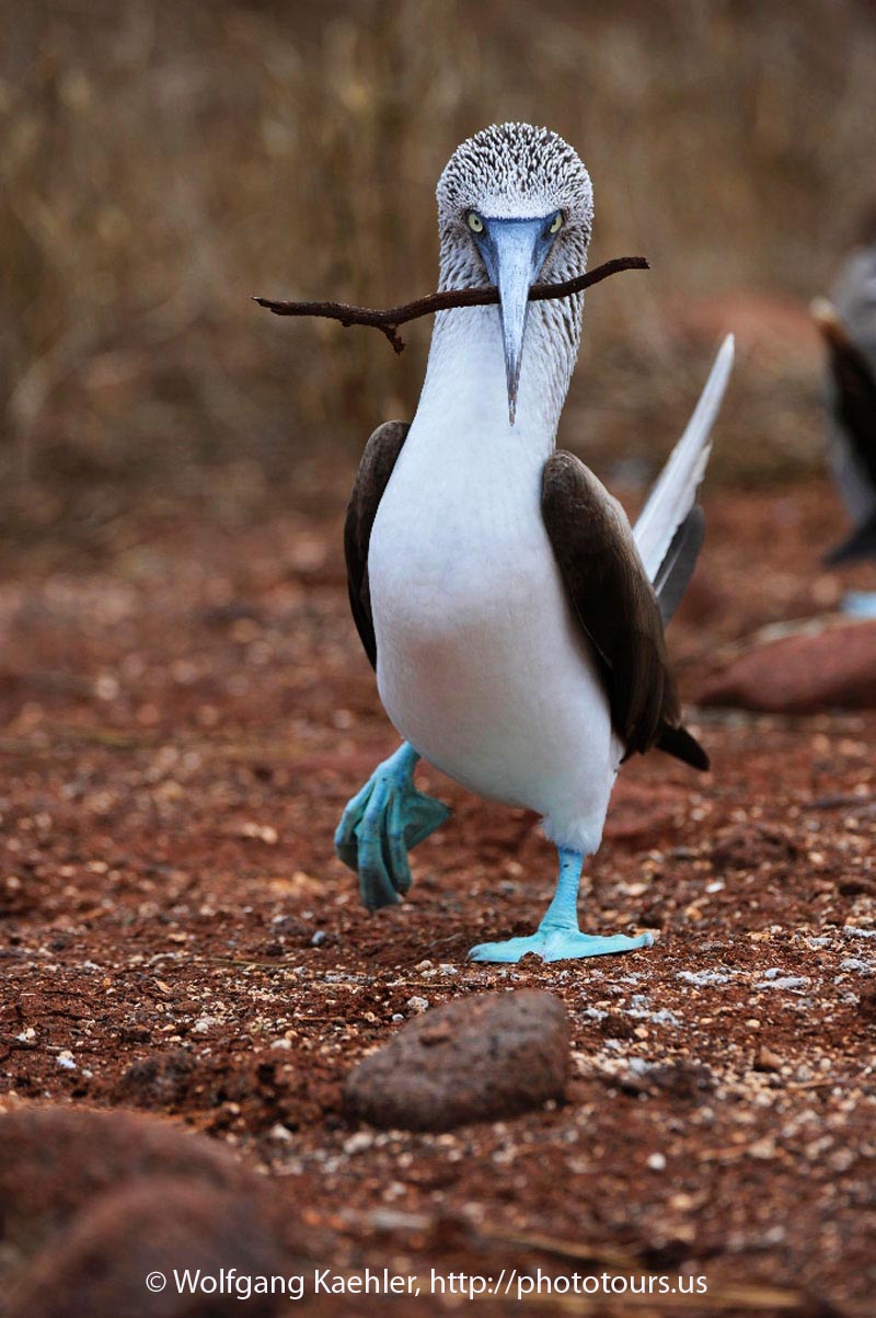 The Blue-Footed Booby.